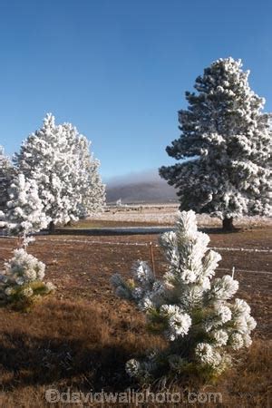 Hoar Frost on Trees near Twizel, South Island