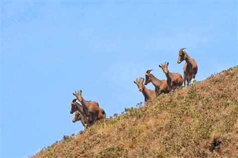 Conservation Of The Nilgiri Tahr – CrackitToday Affairs