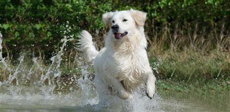 How to Train a Golden Retriever Puppy…(13 tips & tricks) | Avid Pup