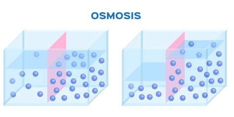 Ósmosis ¿qué Es Y Cual Es Su Función Agua Inmaculada