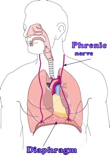 What is the structure and function of the phrenic nerve? — Brain Stuff