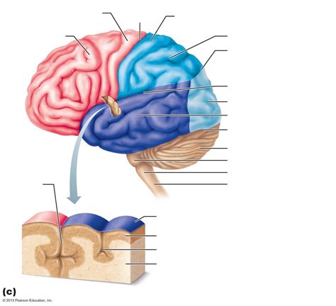 brain lobes Diagram | Quizlet