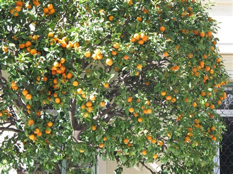 File:Orange tree in Menton.jpg