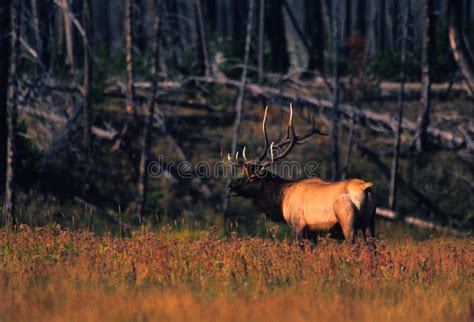 Bull Elk Bugling in Fall stock image. Image of mountain - 11624301