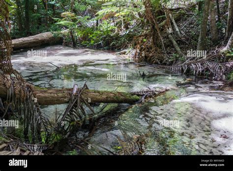 Rainforest on Fraser Island, Australia Stock Photo - Alamy