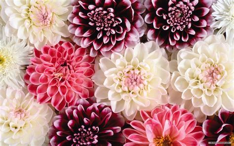 Pin Beautiful-flowers-home-hd-wallpaper-wallpapers on Pinterest