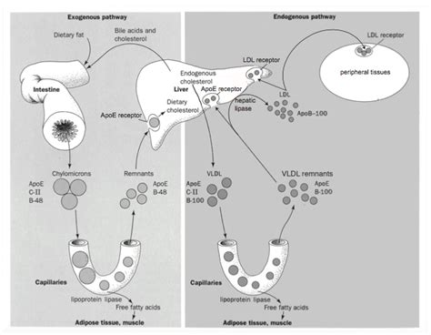 Exogenous and endogenous lipid transport pathways Diagram | Quizlet