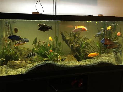 75g African Cichlid tank - haven't had success with plants, should I ...