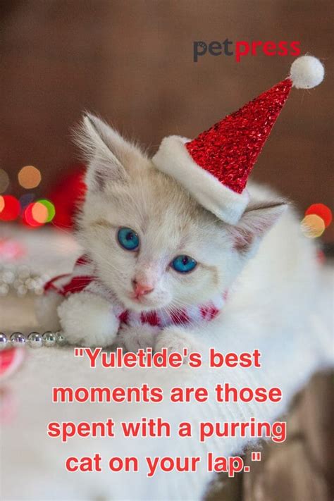 Top 50 Cat Christmas Quotes to Sparkle Your Holiday Spirits