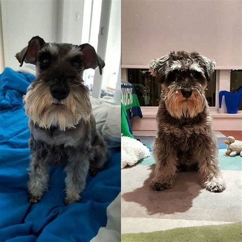 Today's haircut transformation. All handsome again... #minischnauzer # ...