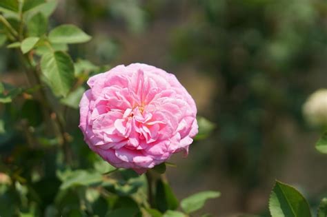 Premium Photo | Beautiful rose blooming in the sun