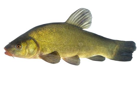 Tench stock image. Image of dinner, river, isolated, meal - 16671881