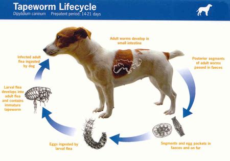 Tapeworm Infection From Pets (Dipylidiasis) Transmission, Symptoms ...