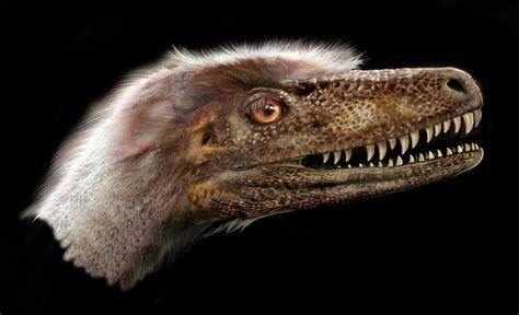 Velociraptor Feathers Discovery