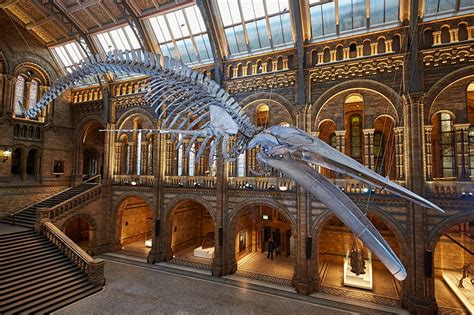 Natural History Museum London Whale