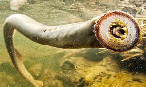 10 Scariest Ocean Creatures CAUGHT ON CAMERA!