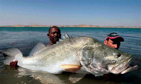 Nile perch: the largest perch in the world, description, habitat ...