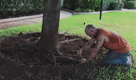 Tree Root Removal Cost Guide 2025 - (Cutting Exposed Tree Roots)