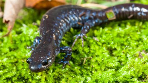 Blue-spotted Salamander - Zoo Ecomuseum