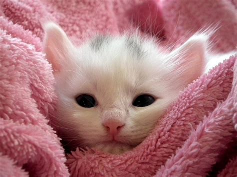 Free photo: Kitten, Cat, Fluffy Cat, Cute - Free Image on Pixabay - 227011