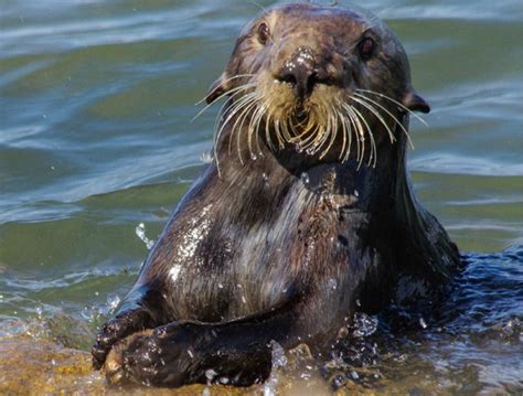 Sea Otters… and Fossils? – Stina's Blog