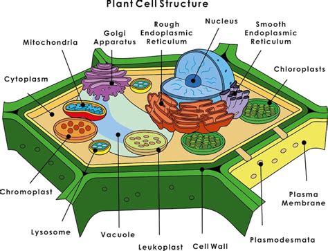 Premium Vector | Plant Cell Structure