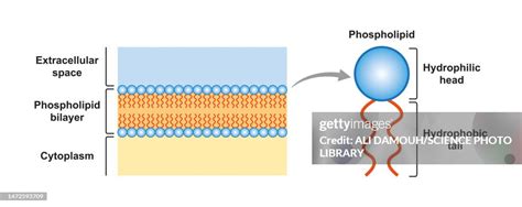 Phospholipid Bilayer Structure Illustration High-Res Vector Graphic ...