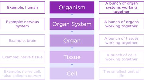 Multicellular Life — Definition & Overview - Expii