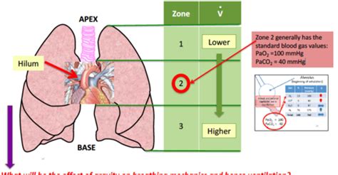 Alveolar Ventilation Flashcards | Quizlet