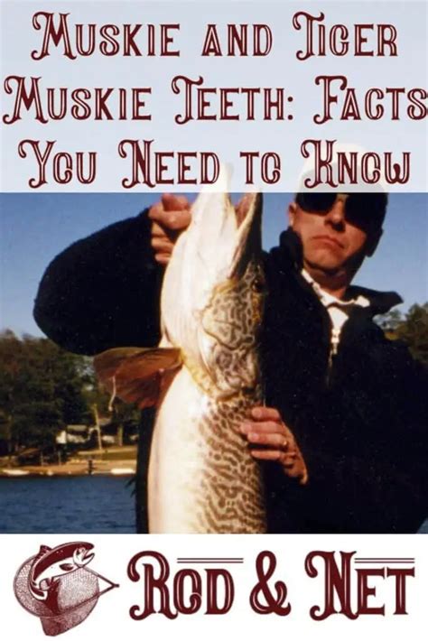 Muskie and Tiger Muskie Teeth: Facts You Need to Know – Rod And Net