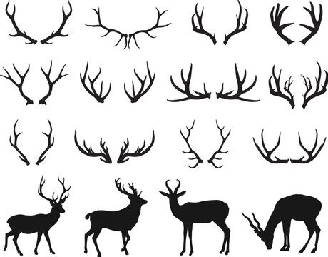 Young Deer Antler Silhouette