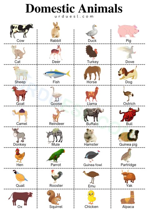 List of Domestic Animals Names in English with Pictures