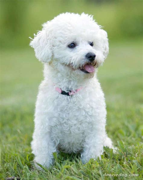 Bichon Frise Dog Breed » Information, Pictures, & More