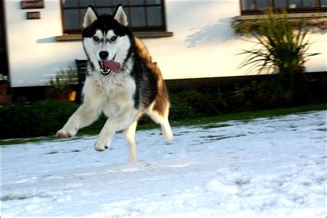 savage tattoo magazine: siberian husky puppies in snow