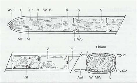 CHAPTER 3 IMAGES: FUNGAL STRUCTURE AND ULTRASTRUCTURE