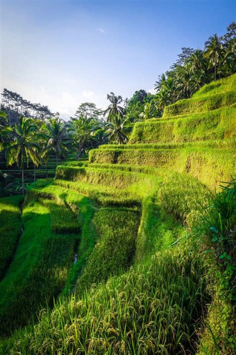 Paddy Field Rice Terraces, Ceking, Ubud, Bali, Indonesia Stock Image ...