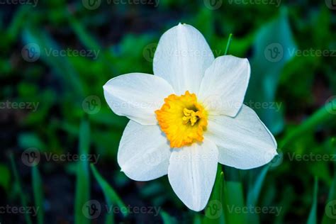 Spring flowers of daffodils. 10025538 Stock Photo at Vecteezy