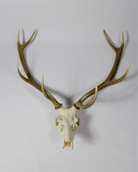 Red Deer Antlers