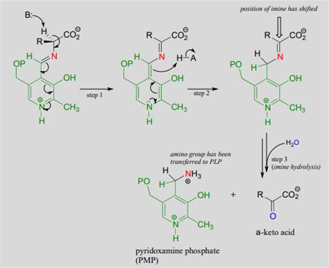 Transamination Mechanism