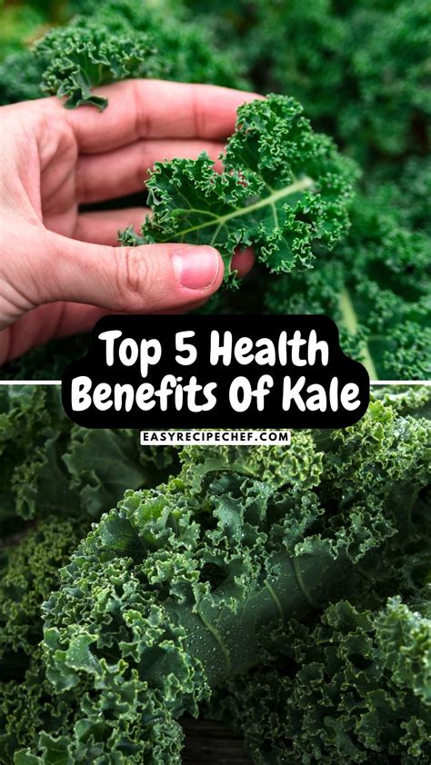 Top 5 Health Benefits Of Eating Kale - Easy Recipe Chef