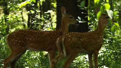 All of Nature: Deer Fawns