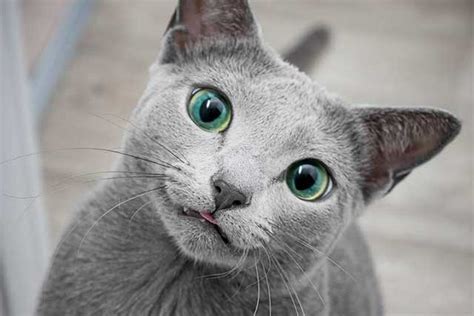 The 10 Cat Breeds With The Coolest Green Eyes