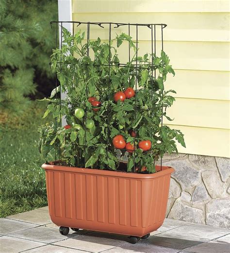 Self Watering Planters Tomatoes - KGarden Plant