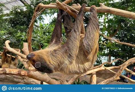 Sleeping Two-toed Sloth Hanging on the Tree Stock Photo - Image of ...