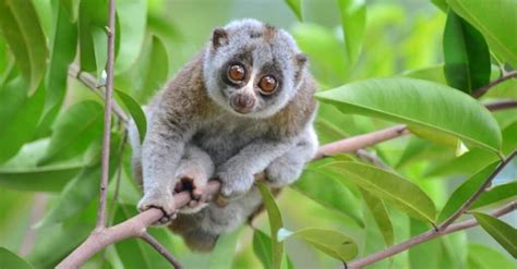 Discover Why Slow Loris Venom Is So Nasty - A-Z Animals