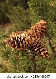 Limber Pine Pinus Flexilis Cones Wind Stock Photo 2156468047 | Shutterstock