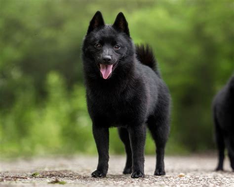 White Schipperke Puppies