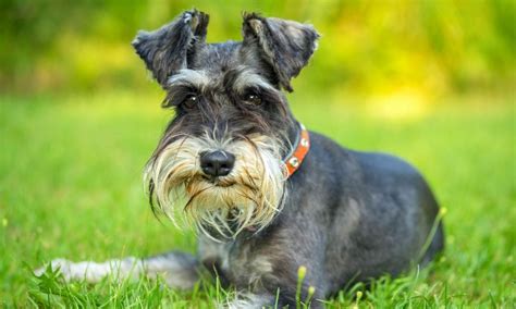 Brown Mini Schnauzer Puppies