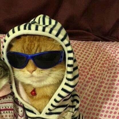 Funny Cat With Sunglasses Meme - Cat Mania