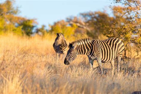 Premium Photo | Herd of zebras in the bush